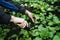 A man works in a vegetable garden, harvests fresh radishes 1