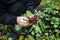 A man works in a vegetable garden, harvests fresh radishes 2