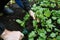 A man works in a vegetable garden, harvests fresh radishes