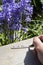 Man writing bluebells on a wooden marker label in a garden.  With common bluebells,, Hyacinthoides non-scripta