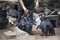 Man in yellow gloves feeding a group of Antarctic penguins with