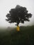 Man in yellow jacket standing at isolated idyllic lone tree on green grass hill cloud fog mist in Giron Ecuador andes