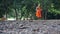A man young Thai monks are sweeping the temple grounds on a rocky floor under a green tree in a temple in Thailand