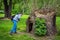 Man â€“ tourist with backpack, looking at large sawed dry dead old tree trunk