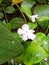 Manaca brunfelsia flower in the park