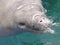 Manatee