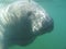 Manatee