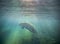 Manatee Basking In Evening Sunset