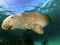 Manatee or dugong or sea cow swim throw crystal clear water
