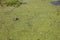 Manatee eating sea grass at Blue Springs State Park