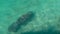 Manatee floats in clear turquoise water, top view