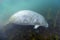 Manatee Foraging - Kings Bay