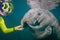 manatee greeting