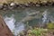 Manatee mom and baby swimming through a channel from Three Sisters Spring, Florida