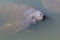 Manatee Mother and Youngster