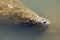 Manatee with nose just above the surface, Merritt Island, Florid