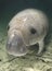 Manatee Portrait Above