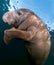 Manatee Portrait Up Close