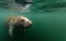 Manatee reflected under water`s surface