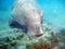 Manatee\'s lunch