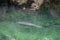Manatee swimming in clear water at Blue Spring State Park