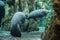 Manatee swimming underwater