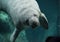 Manatee swimming underwater