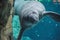 Manatee swimming underwater