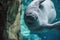 Manatee swimming underwater