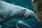 Manatee swimming underwater