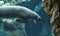 Manatee swimming underwater