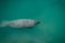 Manatee swimming underwater near Boca Chita Key in Biscayne National Park