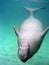 Manatee swimming upside down