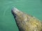 Manatee Trichechus