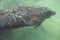 Manatee Trichechus swimming in the warm Gulf of Mexico.