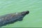 Manatee Trichechus swimming in the warm Gulf of Mexico.