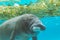 Manatee under water eating and looking at camera