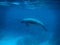 Manatee underwater in Caribbean Sea - Caye Caulker, Belize