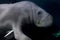 Manatee underwater close up