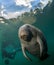 Manatee and underwater photographer