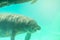 Manatee underwater with smiling face.