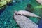 Manatees