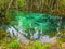 Manatees in cold water springs