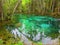 Manatees in cold water springs