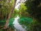 Manatees in cold water springs