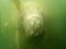 Manatees gentle giants of Florida`s warm waters