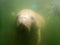 Manatees gentle giants of Florida`s warm waters