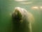 Manatees gentle giants of Florida`s warm waters