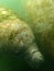 Manatees gentle giants of Florida`s warm waters