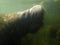 Manatees gentle giants of Florida`s warm waters